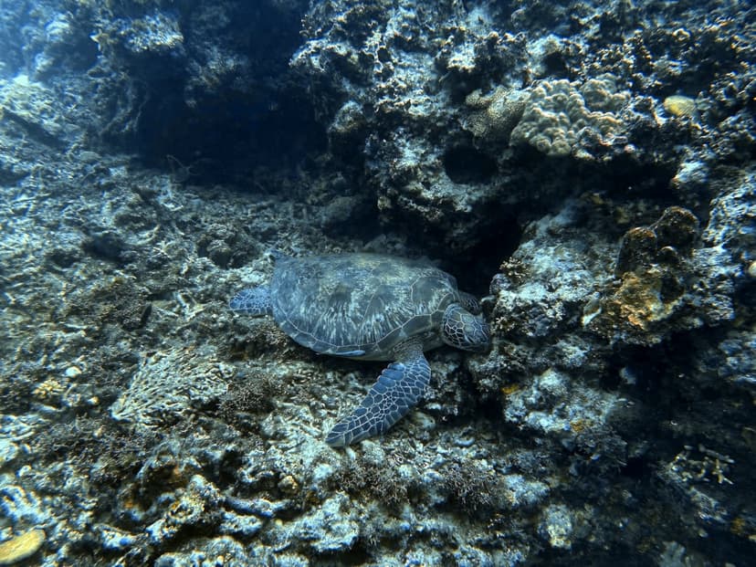 Underwater photo with green tint before correction