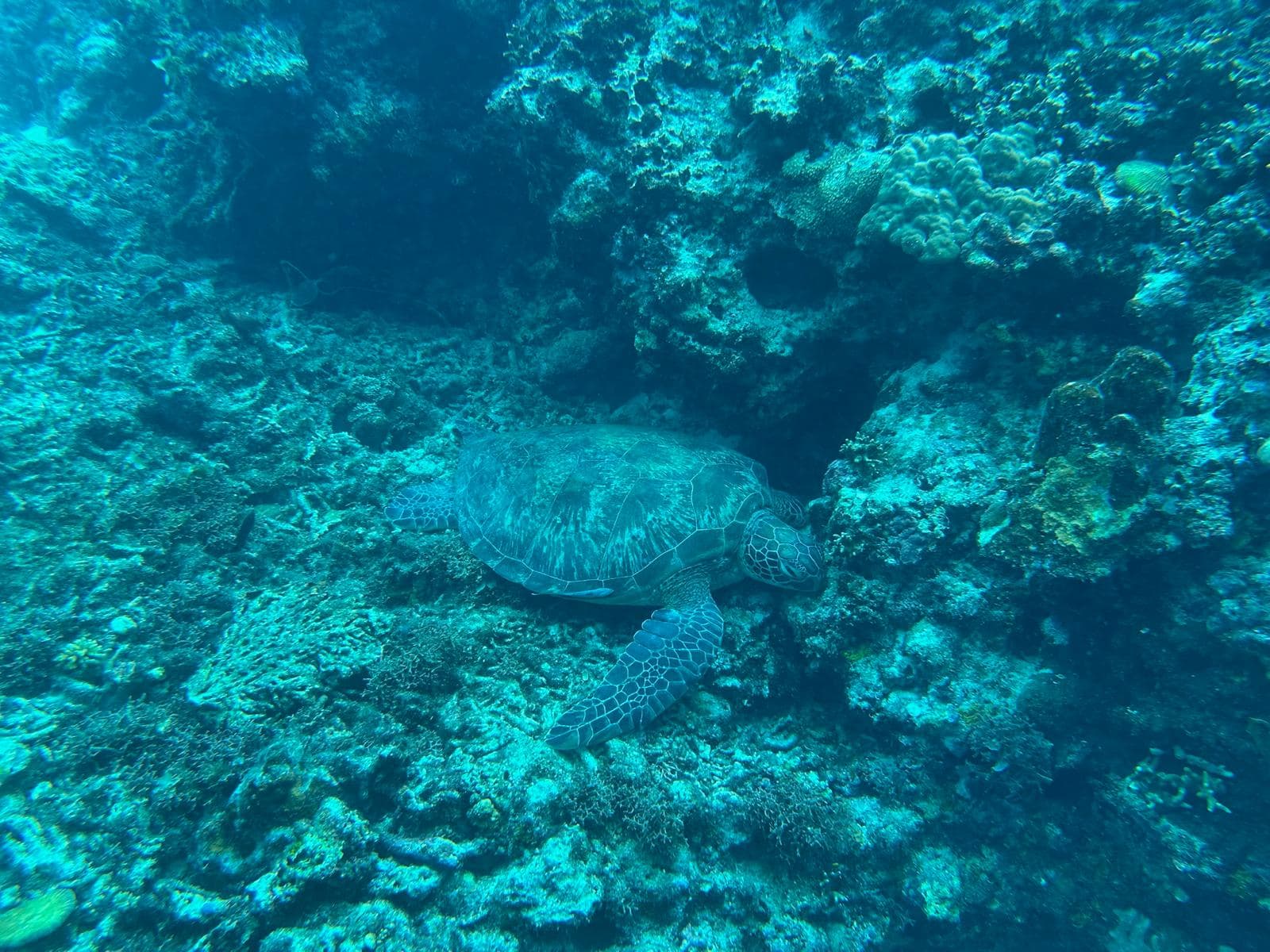 Underwater photo before colour correction