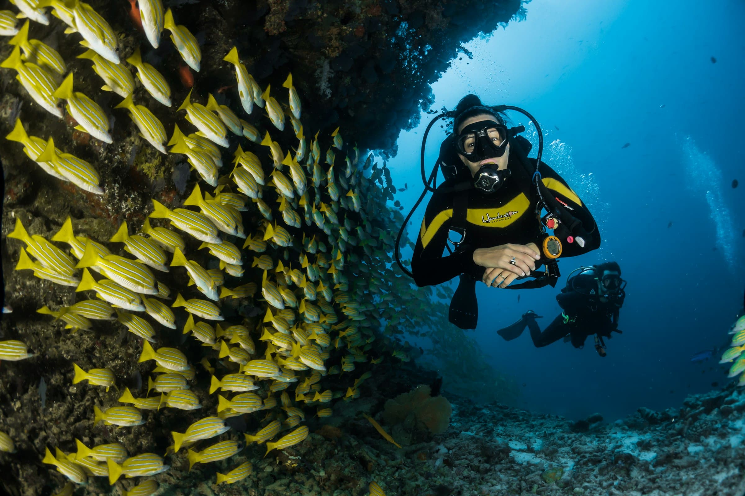 Scuba diver beside a school of bluestripe snappers on a coral reef