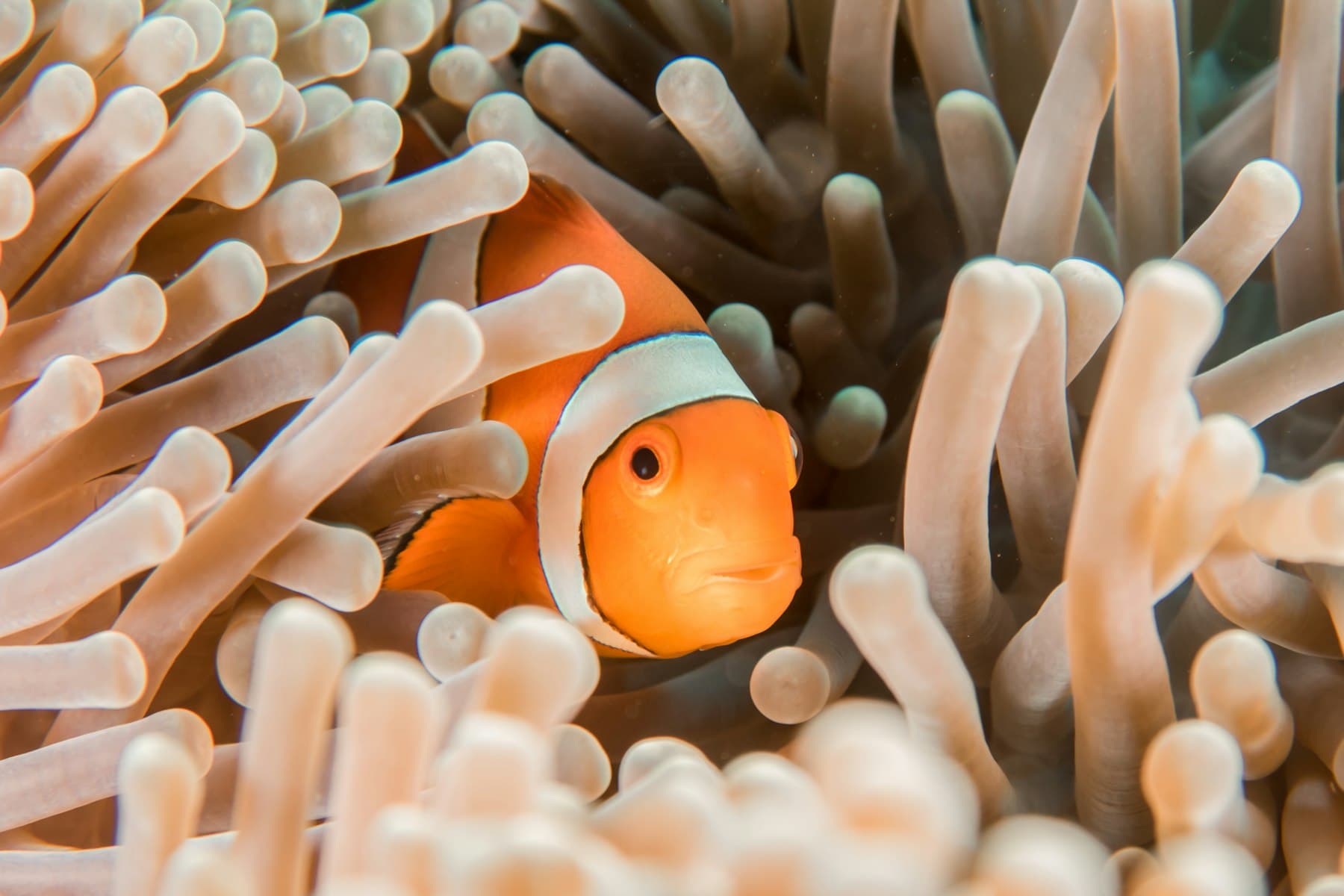 Clownfish among anemone tentacles on a coral reef